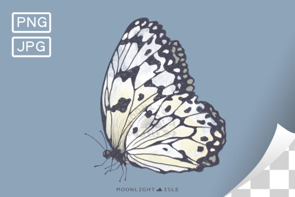 Download Butterfly Drawing | Grey X White Sketch - Butterfly drawing Collection