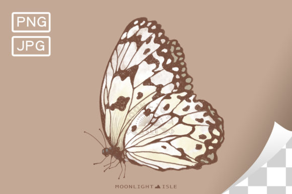 Download Butterfly Drawing | Brown X White Sketch - Butterfly drawing Collection