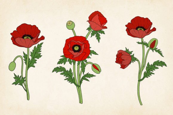 Download Red Poppy SVG &amp; EPS Vector Set - Set Collection
